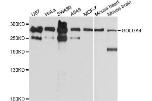 Western blot analysis of extracts of various cell lines, using GOLGA4 antibody (ABIN4903797) at 1:1000 dilution. (GOLGA4 抗体)