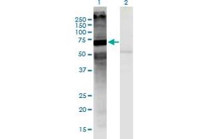 Western Blot analysis of MARS2 expression in transfected 293T cell line by MARS2 monoclonal antibody (M03), clone 7C3. (MARS2 抗体  (AA 1-106))