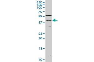 PAX2 monoclonal antibody (M02), clone 2E4 Western Blot analysis of PAX2 expression in PC-12 . (PAX2A 抗体  (AA 194-303))