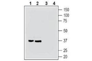 Western blot analysis of mouse brain membranes (lanes 1 and 3) and rat brain membranes (lanes 2 and 4):1-2.