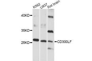 Western blot analysis of extracts of various cell lines, using CD300LF antibody (ABIN6293125) at 1:3000 dilution. (IREM1 抗体)