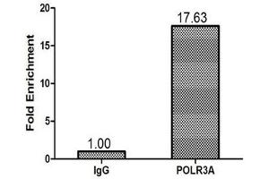 Immunohistochemistry (IHC) image for anti-Polymerase (RNA) III (DNA Directed) Polypeptide A, 155kDa (POLR3A) (AA 392-632) antibody (ABIN7150446)