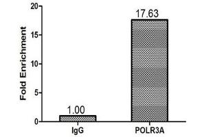 Chromatin Immunoprecipitation 293T (1. (POLR3A 抗体  (AA 392-632))