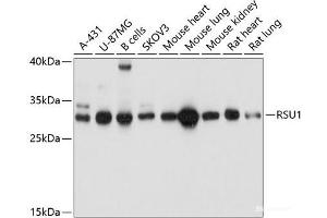 Western blot analysis of extracts of various cell lines using RSU1 Polyclonal Antibody at dilution of 1:1000. (RSU1 抗体)