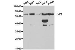 Western Blotting (WB) image for anti-T-Complex 1 (TCP1) antibody (ABIN1875045) (TCP1 alpha/CCTA 抗体)