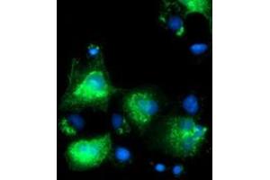 Anti-SLFNL1 mouse monoclonal antibody (ABIN2453652) immunofluorescent staining of COS7 cells transiently transfected by pCMV6-ENTRY SLFNL1 (RC205566). (Schlafen-Like 1 抗体)