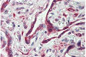 Anti-EMB antibody  ABIN960770 IHC staining of human placenta. (Embigin 抗体  (C-Term))