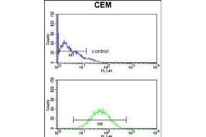 CNDP1 Antibody (C-term) (ABIN653113 and ABIN2842697) flow cytometry analysis of CEM cells (bottom histogram) compared to a negative control cell (top histogram). (CNDP1 抗体  (C-Term))