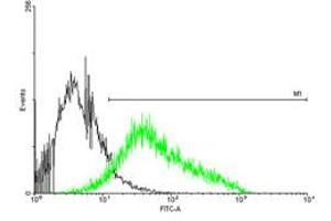 FACS analysis of negative control 293 cells (Black) and P2RX4 expressing 293 cells (Green) using P2RX4 purified MaxPab mouse polyclonal antibody. (P2RX4 抗体  (AA 1-388))