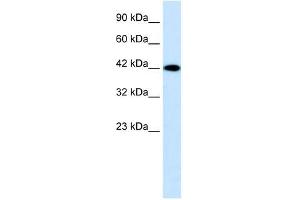 P2RX2 antibody used at 0. (P2RX2 抗体  (N-Term))