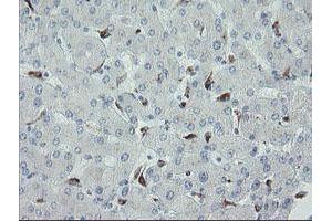 Image no. 1 for anti-Myosin Light Chain 7, Regulatory (MYL7) antibody (ABIN1499491) (MYL7 抗体)