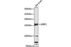 Western blot analysis of extracts of rat brain, using GRIP1 antibody (ABIN7267413) at 1:3000 dilution. (GRIP1 抗体  (AA 700-950))