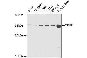 Western blot analysis of extracts of various cell lines using TRIB3 Polyclonal Antibody at dilution of 1:1000. (TRIB3 抗体)