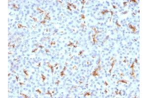 Formalin-fixed, paraffin-embedded human Pancreas stained with CFTR Monoclonal Antibody (CFTR/1342). (CFTR 抗体)