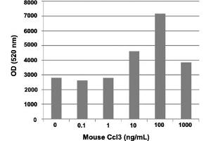 Human THP-1 cells were allowed to migrate to mouse Ccl3 (0, 0. (CCL3 蛋白)