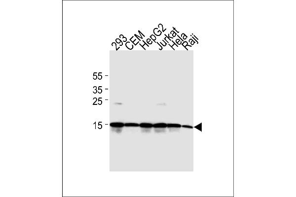 H2AFX antibody  (C-Term)