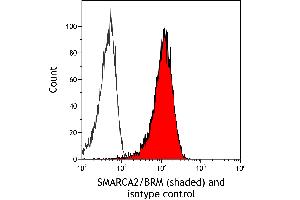 Flow Cytometry (FACS) image for anti-SWI/SNF Related, Matrix Associated, Actin Dependent Regulator of Chromatin, Subfamily A, Member 2 (SMARCA2) (AA 100-150) antibody (ABIN7795710)
