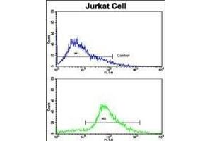 Flow cytometric analysis of jurkat cells using CDK2 Antibody (C-term)(bottom histogram) compared to a negative control cell (top histogram). (CDK2 抗体  (C-Term))