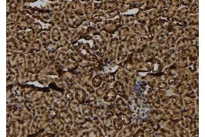 ABIN6278865 at 1/100 staining Mouse kidney tissue by IHC-P. (FKSG2 抗体)