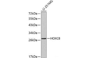 Western blot analysis of extracts of U-251MG cells using HOXC8 Polyclonal Antibody. (HOXC8 抗体)