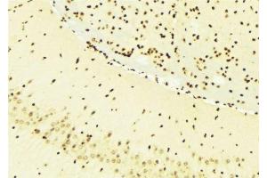 ABIN6276295 at 1/100 staining Mouse brain tissue by IHC-P. (BMI1 抗体  (Internal Region))