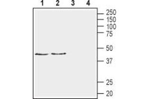 Western blot analysis of rat brain membranes (lanes 1 and 3) and mouse brain membranes (lanes 2 and 4):1,2. (Neuregulin 1 抗体  (Extracellular))