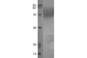 Validation with Western Blot