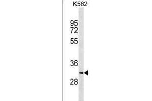 SYCE1L Antibody (C-term) (ABIN1536838 and ABIN2838126) western blot analysis in K562 cell line lysates (35 μg/lane). (SYCE1L 抗体  (C-Term))