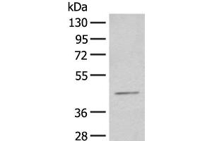 Western blot analysis of HEPG2 cell lysate using HENMT1 Polyclonal Antibody at dilution of 1:500 (HENMT1 抗体)
