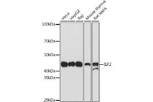 Western blot analysis of extracts of various cell lines, using ILF2 antibody (ABIN7268007) at 1:500 dilution. (ILF2 抗体)