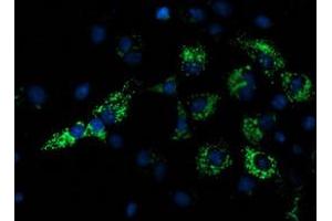 Anti-NDUFA7 mouse monoclonal antibody (ABIN2454390) immunofluorescent staining of COS7 cells transiently transfected by pCMV6-ENTRY NDUFA7 (RC200534). (NDUFA7 抗体)