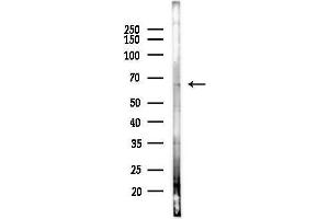 Western blot analysis of lysates from PC12 cells(heat-shock,45 min treatment), using SLC22 Antibody at 1/1000 dilution.