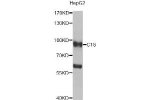 Western blot analysis of extracts of HepG2 cells, using C1S antibody (ABIN5974143) at 1/1000 dilution. (C1S 抗体)