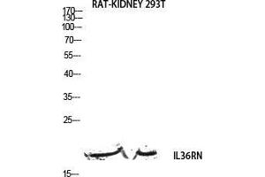 Western Blot (WB) analysis of Rat Kidney 293T lysis using IL36RN antibody. (FIL1d 抗体)