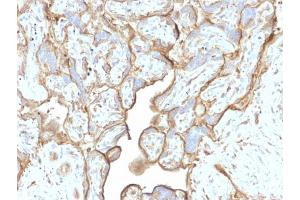 Formalin-fixed, paraffin-embedded human Placenta stained with Annexin A1 Mouse Monoclonal Antibody (CPTC-ANXA1-1). (Annexin a1 抗体)
