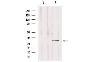 Western blot analysis of extracts from mouse brain, using MRPS15 Antibody. (MRPS15 抗体  (Internal Region))