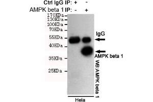 Immunoprecipitation analysis of Hela cell lysates using PK beta 1 mouse mAb. (PRKAB1 抗体)