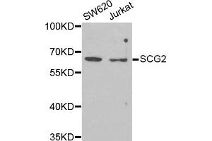 Western blot analysis of extracts of various cell lines, using SCG2 antibody (ABIN5973825) at 1/1000 dilution. (SCG2 抗体)
