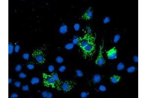 Anti-NIF3L1 mouse monoclonal antibody (ABIN2455142) immunofluorescent staining of COS7 cells transiently transfected by pCMV6-ENTRY NIF3L1 (RC200827). (NIF3L1 抗体)