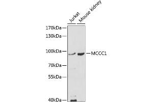Western blot analysis of extracts of various cell lines, using MCCC1 antibody (ABIN6132337, ABIN6143628, ABIN6143629 and ABIN6214123) at 1:1000 dilution. (MCCC1 抗体  (AA 526-725))