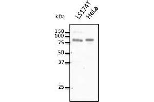Western Blotting (WB) image for anti-Choroideremia-Like (Rab Escort Protein 2) (CHML) (C-Term) antibody (ABIN7272972) (CHML 抗体  (C-Term))
