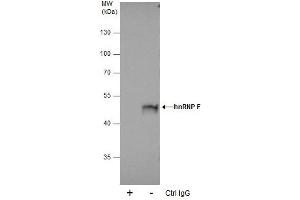 IP Image Immunoprecipitation of hnRNP F protein from 293T whole cell extracts using 5 μg of hnRNP F antibody [N1N3], Western blot analysis was performed using hnRNP F antibody [N1N3], EasyBlot anti-Rabbit IgG  was used as a secondary reagent. (HNRNPF 抗体)