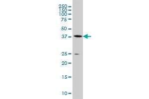 AHCY monoclonal antibody (M07A), clone 4H2 Western Blot analysis of AHCY expression in A-549 .