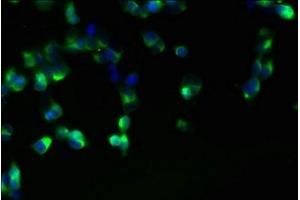 Immunofluorescent analysis of 293T cells using ABIN7165366 at dilution of 1:100 and Alexa Fluor 488-congugated AffiniPure Goat Anti-Rabbit IgG(H+L) (FAM118A 抗体  (AA 51-357))