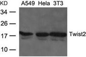Western blot analysis of extracts from A549, Hela and 3T3 cells using Twist2 Antibody. (TWIST2 抗体)