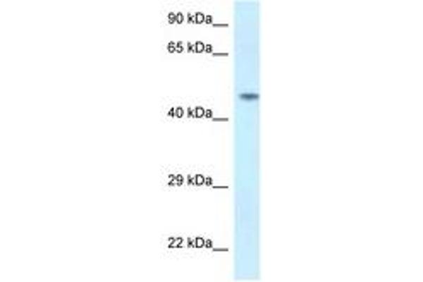 SPOCK2/Testican 2 antibody  (AA 44-93)