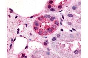 Anti-VN1R1 antibody IHC of human kidney, renal tubules. (VN1R1 抗体  (Cytoplasmic Domain))