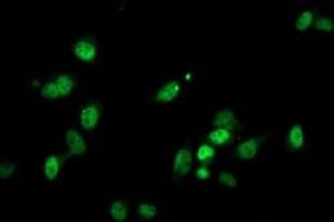 Immunofluorescent staining of HeLa cells using anti-PGAM2 mouse monoclonal antibody (ABIN2454955). (PGAM2 抗体)