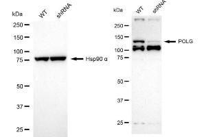 Western blotting analysis using POLG antibody (ABIN7799877).