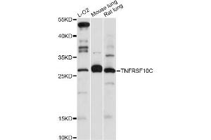 Western blot analysis of extracts of various cell lines, using TNFRSF10C antibody (ABIN5970485) at 1:3000 dilution. (DcR1 抗体)